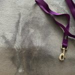 Sundaehuskie - Image 20