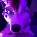 Sundaehuskie - Image 16