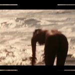 diamantino - Image 3